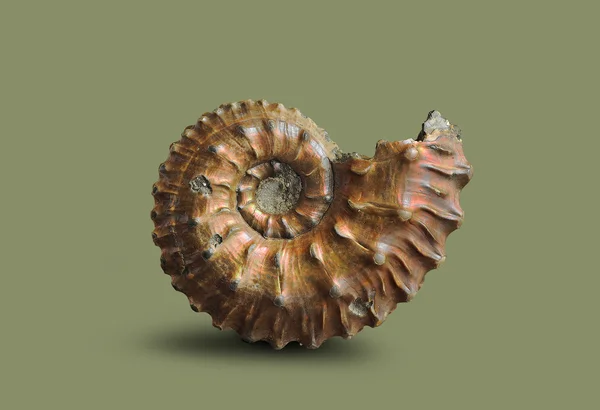 암모 나이트-화석 연체 동물. — 스톡 사진
