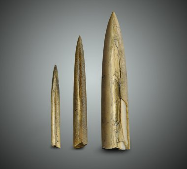 Belemnite - fosil deniz tarağı.