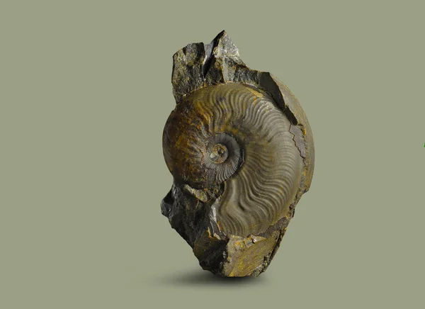 Ammonite - fossil mollusk. — Stock Photo, Image