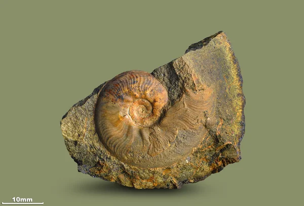 Ammonite - fossiele weekdier. — Stockfoto