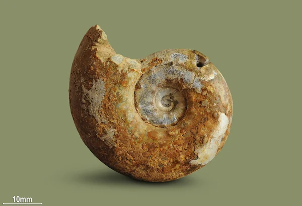 Ammonit - fosil yumuşakça. — Stok fotoğraf