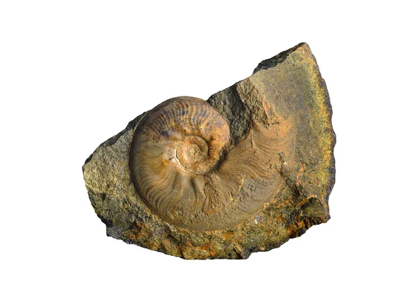 Ammonite - fossiele weekdier. — Stockfoto