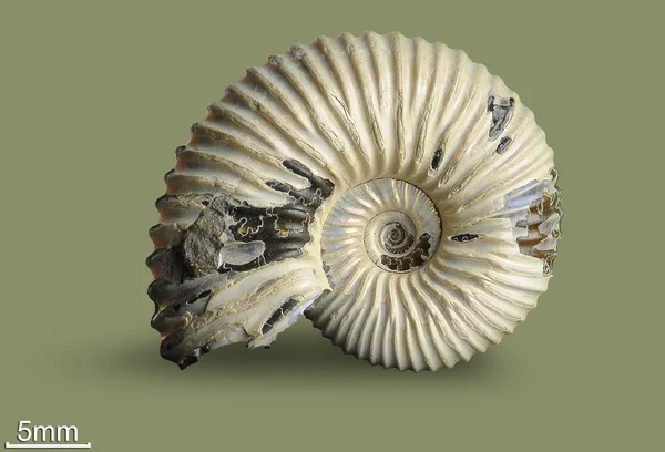 Ammonite - fossiele weekdier. — Stockfoto