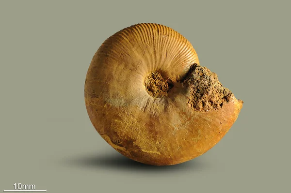 Ammonite - fossil mollusk. — Stock Photo, Image