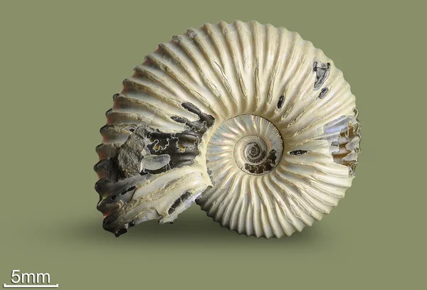 Ammonit - fosil yumuşakça. Telifsiz Stok Fotoğraflar