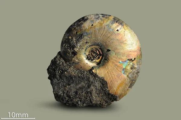 Ammonite mollusco fossile . — Foto Stock