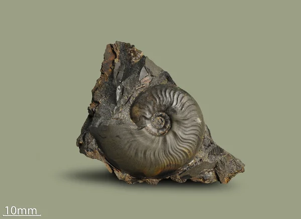 Ammonite - fossil mollusk. — Stock Photo, Image