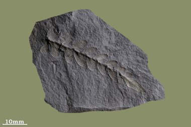 Neuropteris, antik bitkiler.