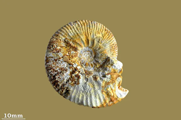 Ammonite — Stock Photo, Image