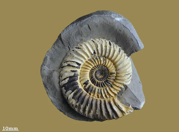 Ammonite — Stock Photo, Image