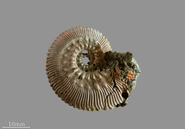 Ammonite — Stock Photo, Image