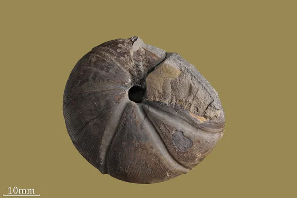 Ammonit - fosil yumuşakça — Stok fotoğraf