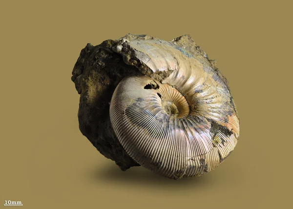 Ammonite mollusco fossile — Foto Stock