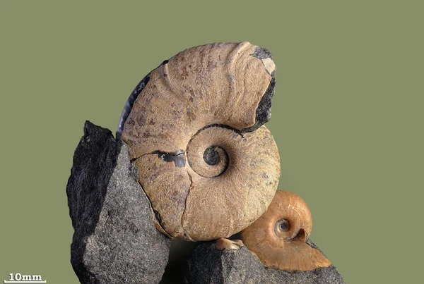 Ammonite — Stock Photo, Image