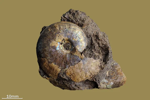 Ammonite — Stock Photo, Image