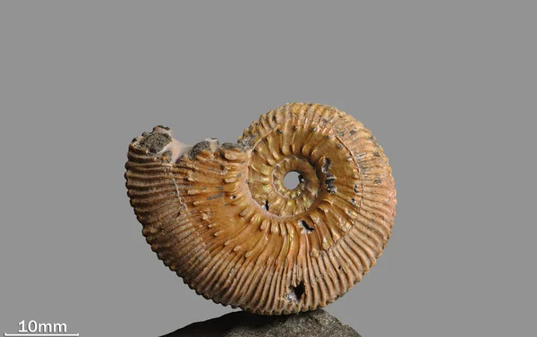 Ammonite - fossiele weekdier. — Stockfoto