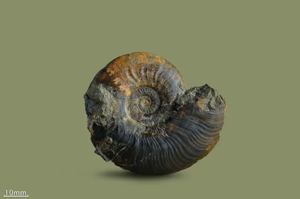 Ammonite - fossil mollusk , — Stock Photo, Image