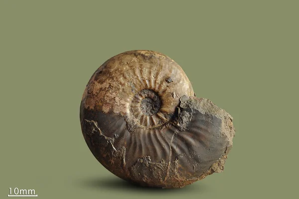 Ammonite - fossil mollusk , — Stock Photo, Image