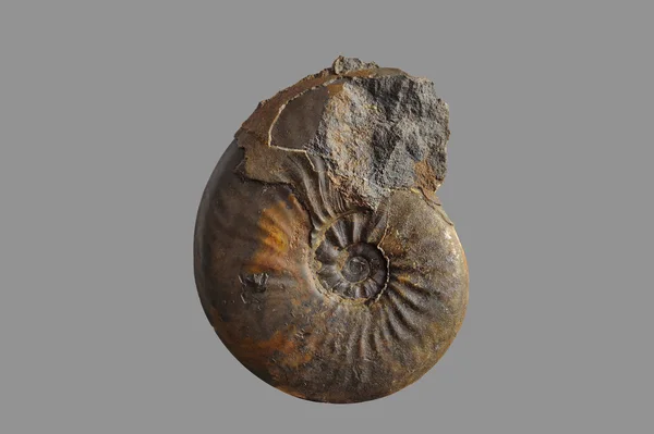 Ammonite - fossil mollusk , — Stock Photo, Image