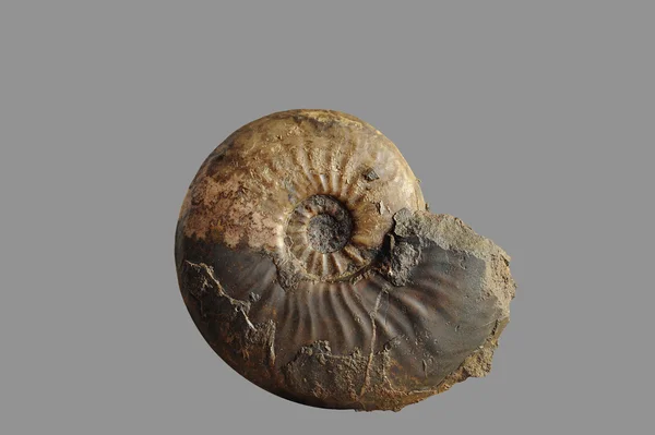 Ammonite - fossil mollusk , — Stock Photo, Image