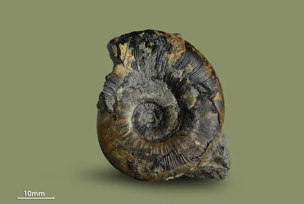 Ammonite - fossil mollusk. — Stock Photo, Image