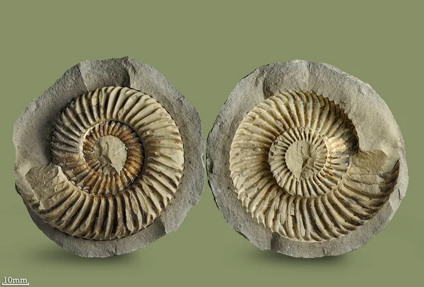 Ammonit - fosil yumuşakça. Stok Resim