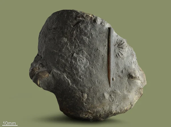 Belemnite - amêijoa fóssil . — Fotografia de Stock