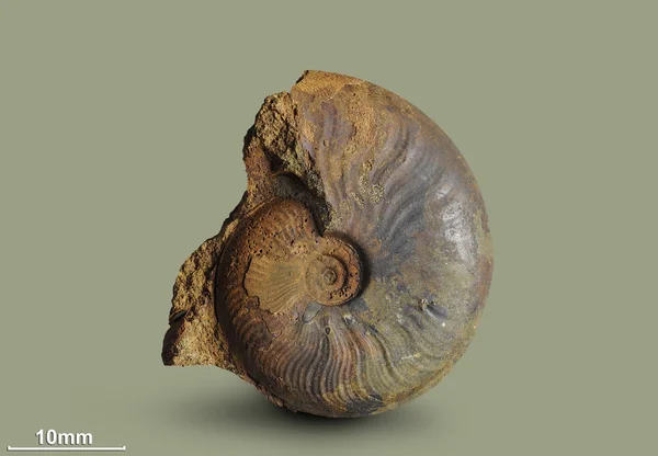 Ammonite - fossil mollusk. — Stock Photo, Image