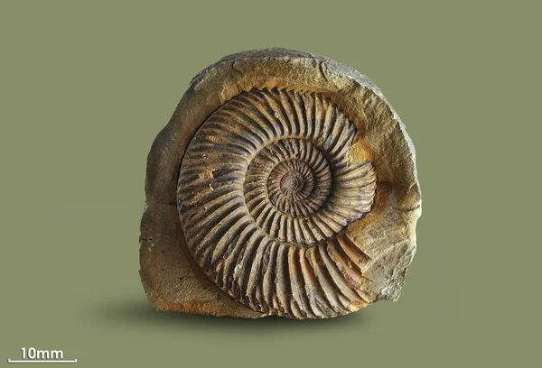 Ammonite - fossiele weekdier. — Stockfoto