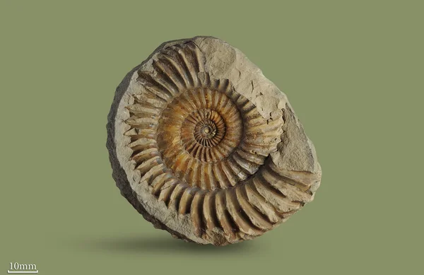 Ammonite - fossil mollusk. — Stock Photo, Image