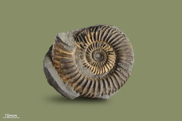 Ammonite - fossil mollusk. — Stock Photo, Image