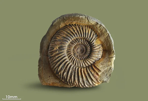 Ammonit - fosil yumuşakça. - Stok İmaj