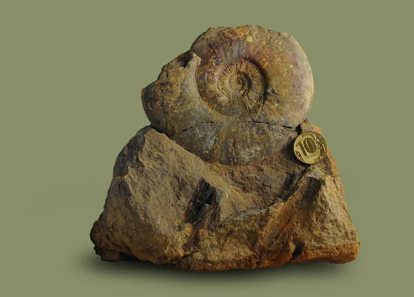 Ammonite - fossil mollusk. — Stock Photo, Image