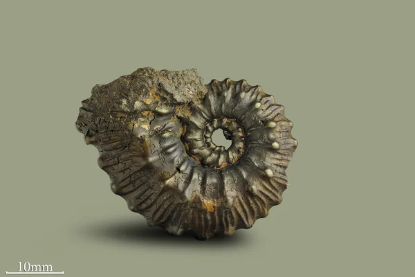 Ammonite - fossil mollusk — Stock Photo, Image