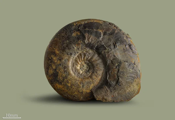 Ammonite - fossil mollusk — Stock Photo, Image