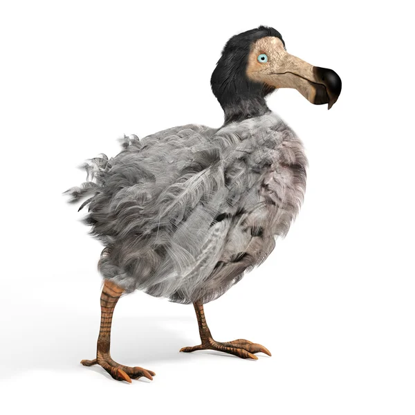 Ilustración de pájaro macho Dodo —  Fotos de Stock