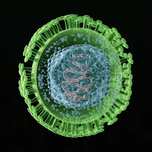 Иллюстрация вируса герпеса — стоковое фото