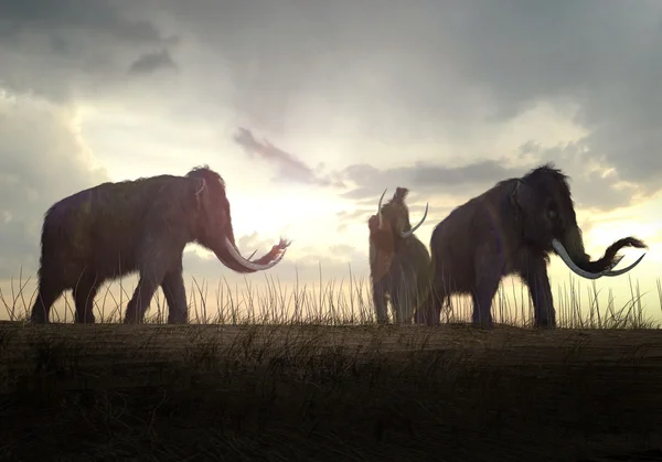 Woolly Mammoths In The Sunset — Stock Photo, Image