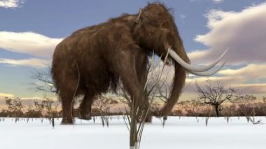 Yünlü Mammoth karlı alan animasyon içinde yürüyüş