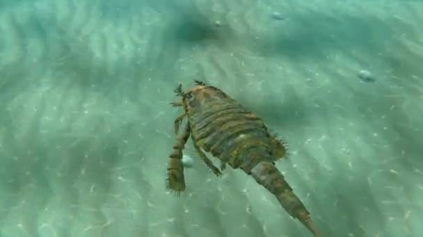 Eurypterus basen animacji — Wideo stockowe