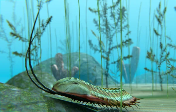 Deniz alt üzerine trilobite — Stok fotoğraf