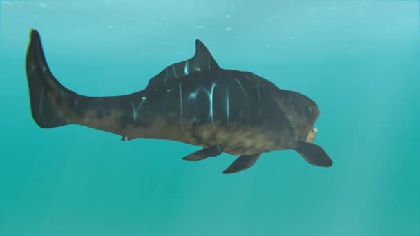 Dunkleosteus Nuoto nei cerchi Animazione — Video Stock