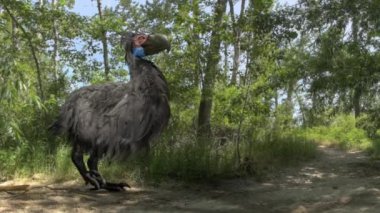 Gastornis (terör kuş) orman animasyon