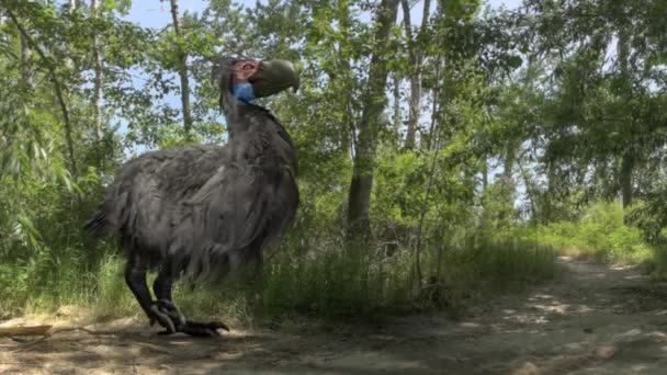 Gastornis （恐怖鸟） 在森林动画 — 图库视频影像