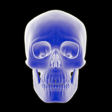 insan kafatası Önden Görünüm