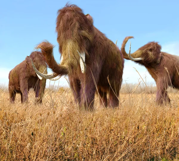 Woolly Mammoths Grazing In Grassland — Stock Photo, Image