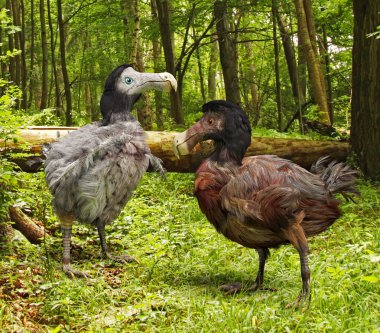 Dodo Birds In Forest
