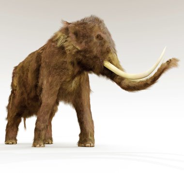 Woolly Mammoth On White Background clipart