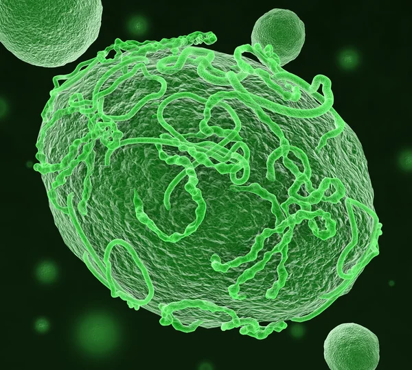Вирусовые клетки Эболы — стоковое фото