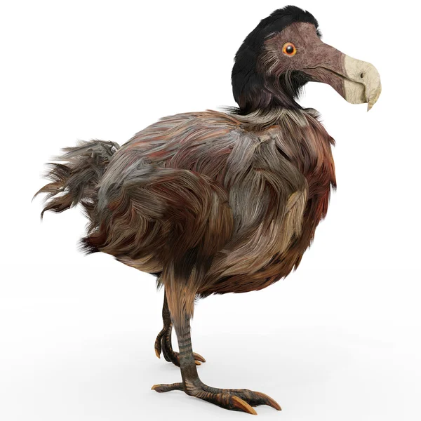 Dodo-fågeln — Stockfoto